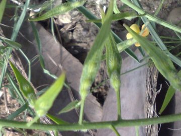 Una  crucifera dalla Piana di Catania - Sinapis alba